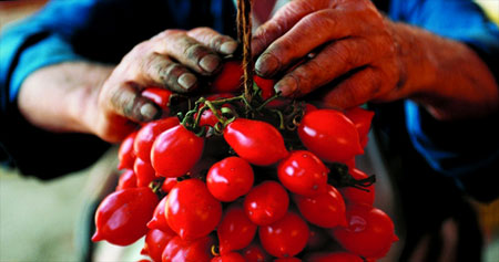 Piennolo Tomaten kaufen Eine Dolde mit Piennolo Tomaten