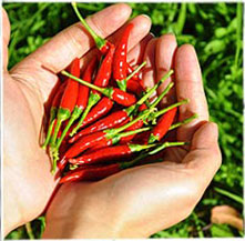 Aldo Schoten Aldo hält einige Chili-Schoten