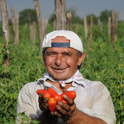 ...ou à partir de tomates San-Marzano