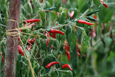 Peperoncini dans le jardin d'Americo Quattrociocchi