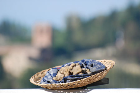 san miniato trueffel Trüffel vor San Miniato