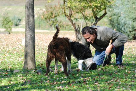 san miniato trueffelhunde Trüffelhunde