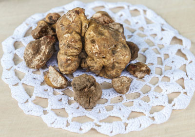 Truffes blanches d'Alba fraîchement récoltées