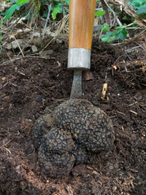 Les truffes sont extraites du sol forestier
