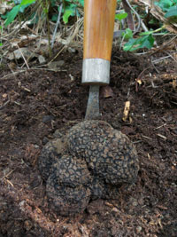 Une découverte notable de truffes du Périgord