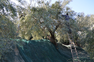 Récolte d'olives chez Agrestis