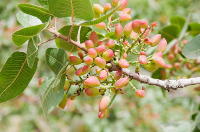 Pistaches de Bronte mûrissant sur l'arbre