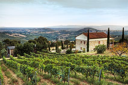 Weinberge im Val d'Orcia
