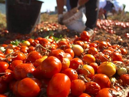 iContadini - Tomatenfeld
