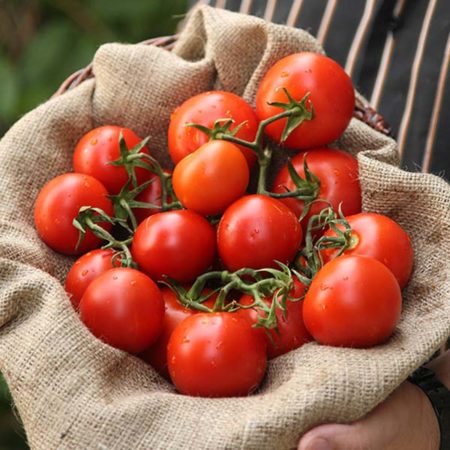 Lycopène dans les tomates