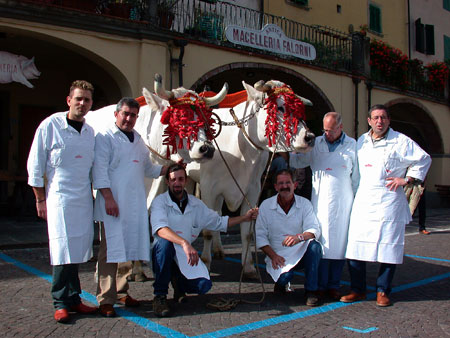 Zwei Chianina-Rinder vor der Macelleria Falorni