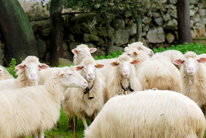 Schafe Sardinien