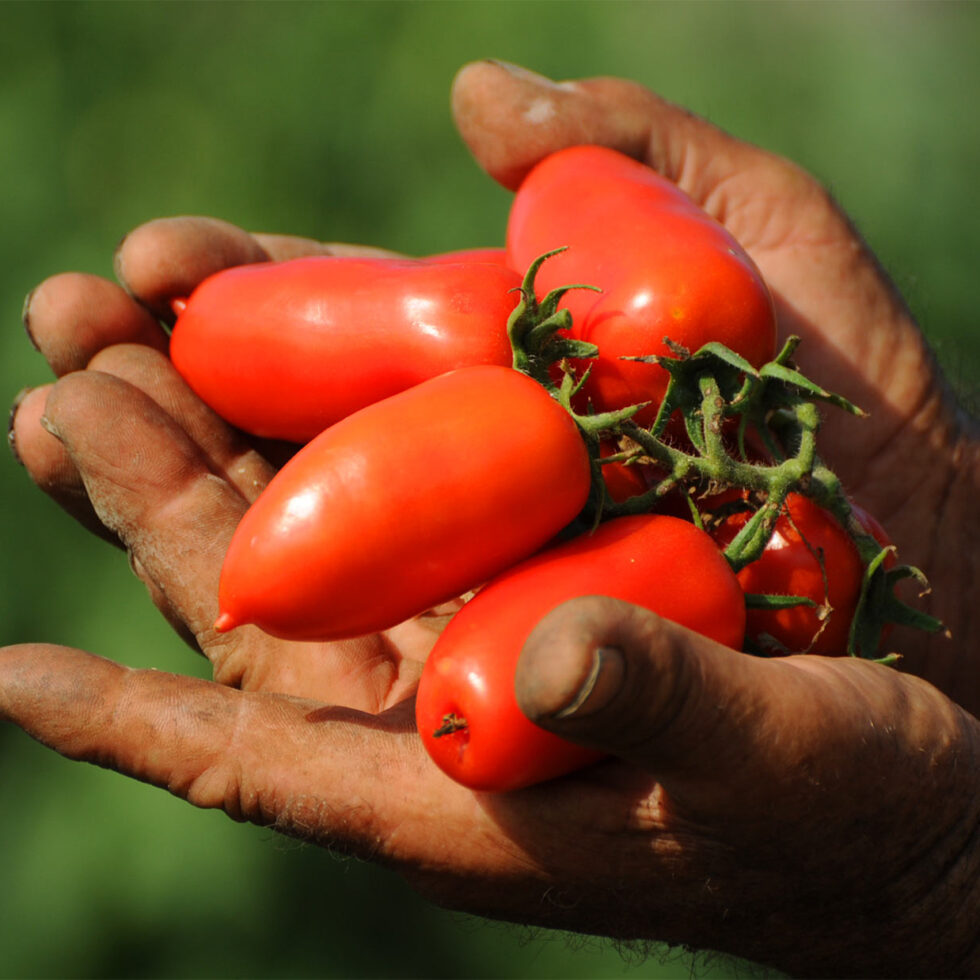 SanMarzano-Tomaten-Beitragsbild