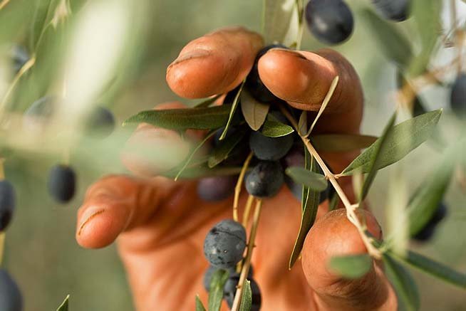 Superbo - La meilleure huile d'olive d'Italie 2022