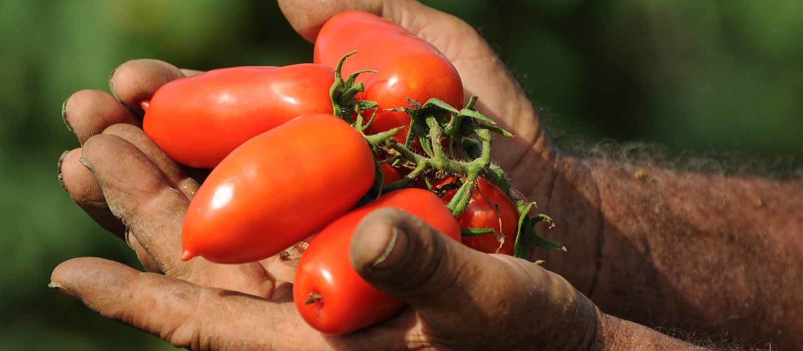 Tomates San Marzano Pomodoro dell Agro Sarnese Nocerino DOP