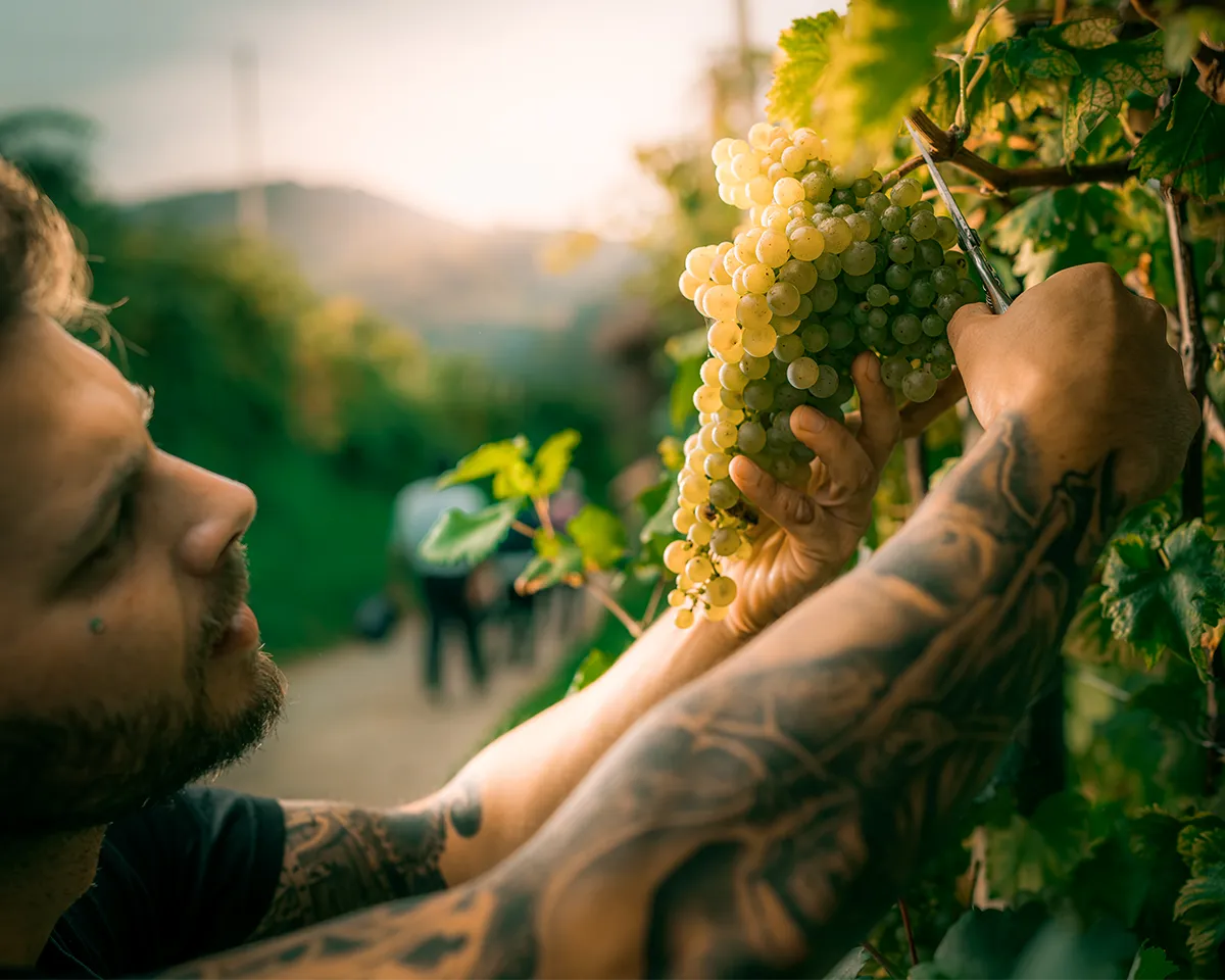 Drusian Weinlese Handarbeit September