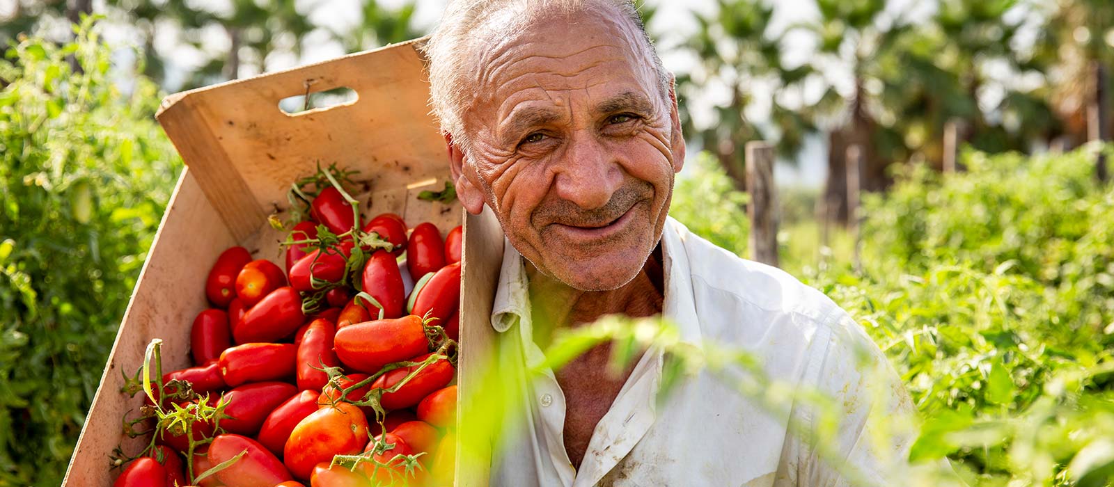 Lot de 6 - Tomates pelées Italiennes